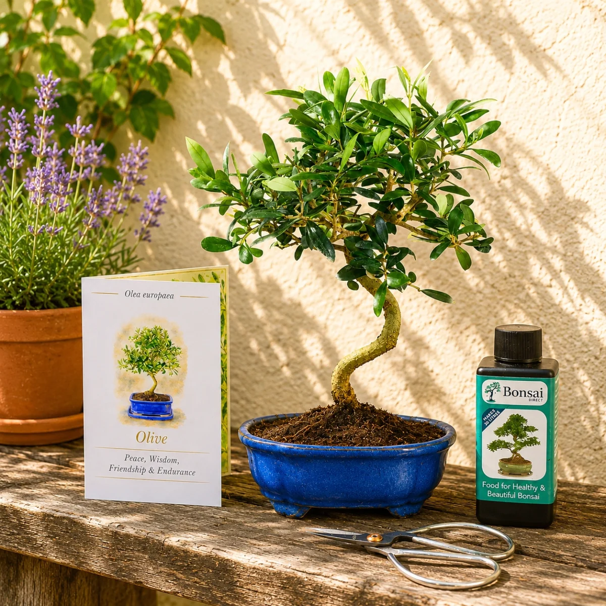 Bonsai Tree Meanings | Lovely Gifts for sale