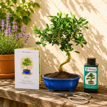 Bonsai Tree Meanings | Lovely Gifts for sale