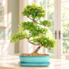 Medium premium Indoor Bonsai tree collection