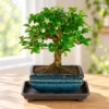 Mini Bonsai trees - Cheaper bonsai