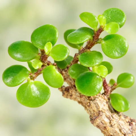 Portulacaria afra Money tree - Jade Bonsai