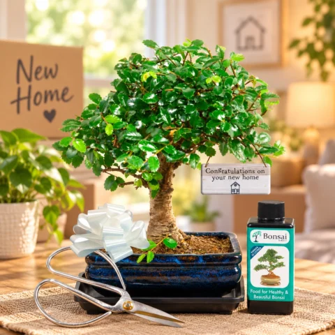 New Home Bonsai tree Gifts