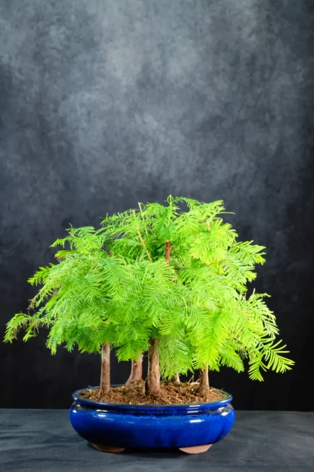 10-Year-Old Dawn Redwood Bonsai Forest | Five Tree Dwarf Forest