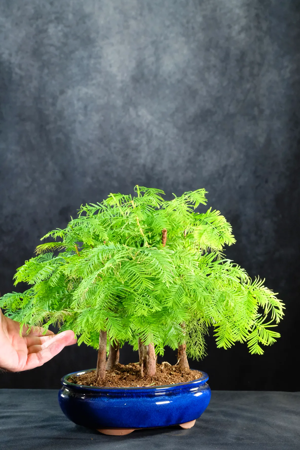 Dawn Redwood Bonsai Forest | Feathery Foliage Metasequoia