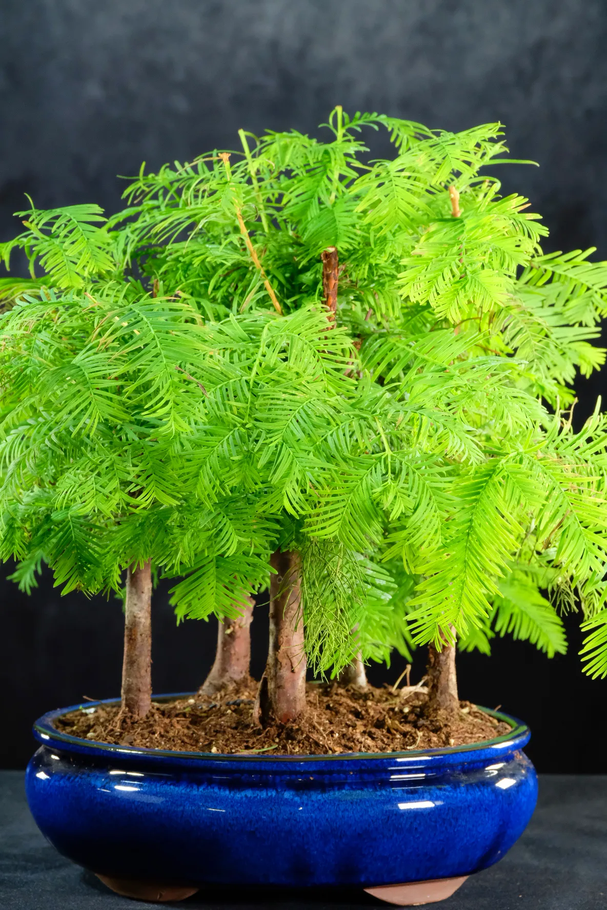 Close up of this dawn redwood bonsai forest