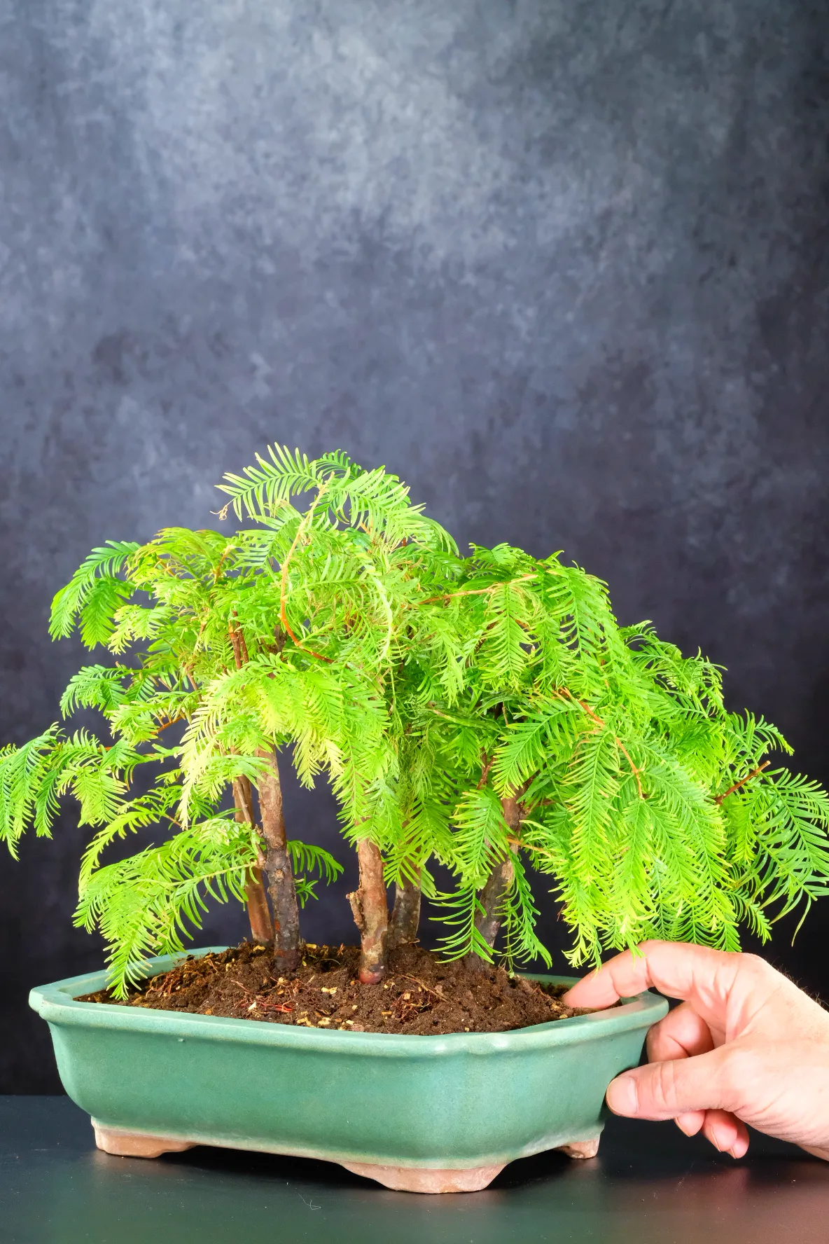 Dawn Redwood Bonsai Forest (Metasequoia glyptostroboides)