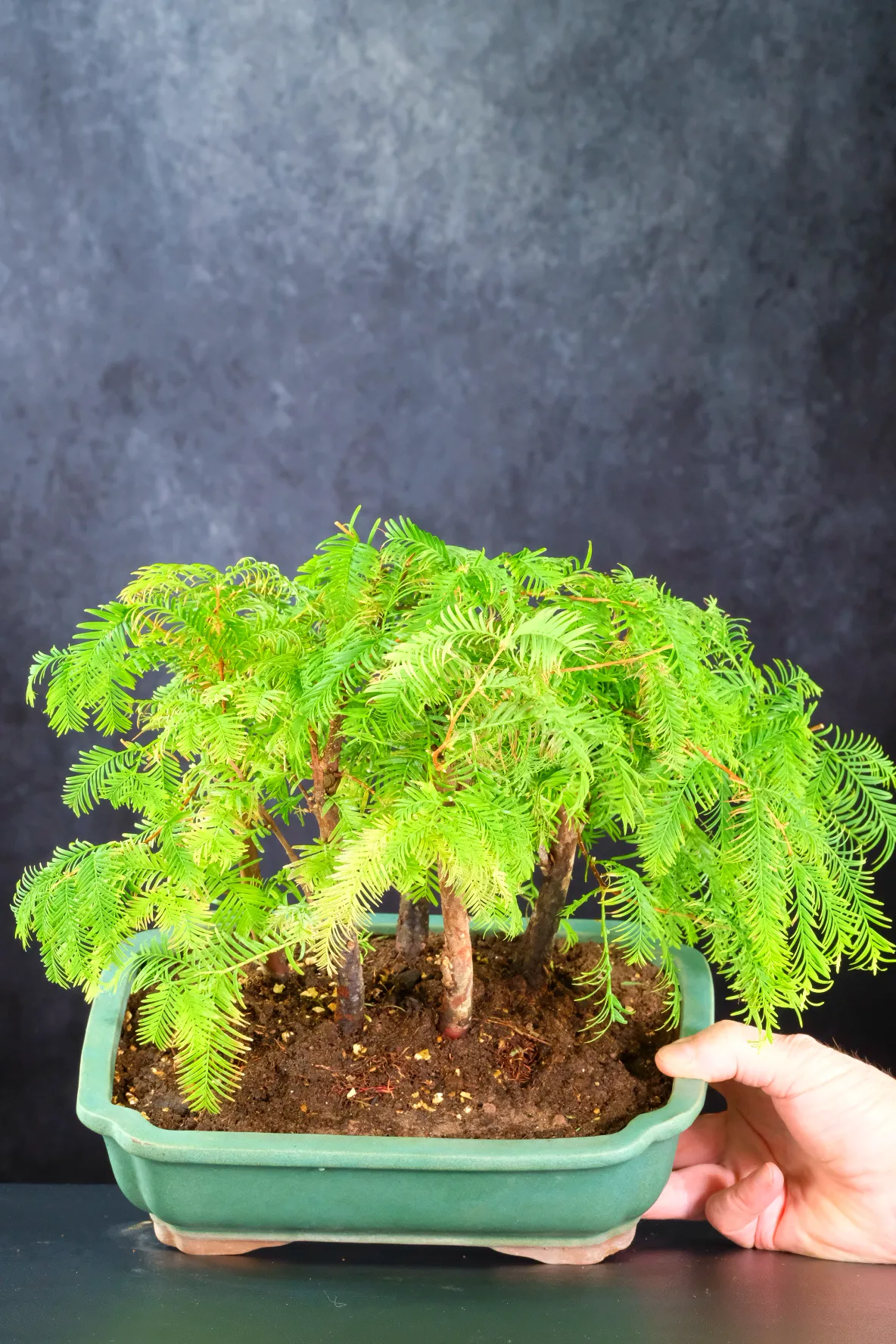 6-Year-Old Dawn Redwood Bonsai Forest | Five Tree Dwarf Forest