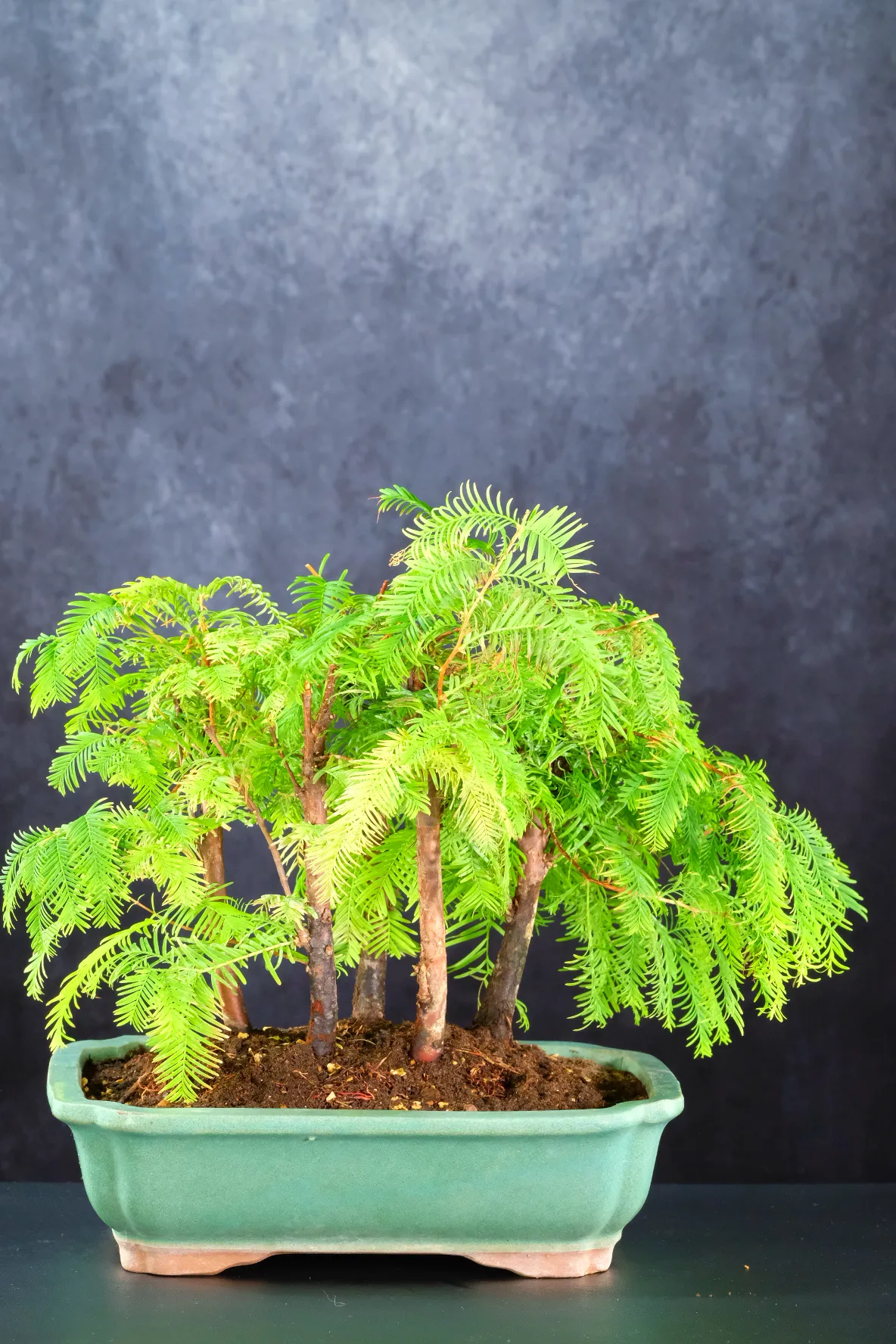 Artistic Dawn Redwood Bonsai Forest | 5 Trees Beautifully Assembled