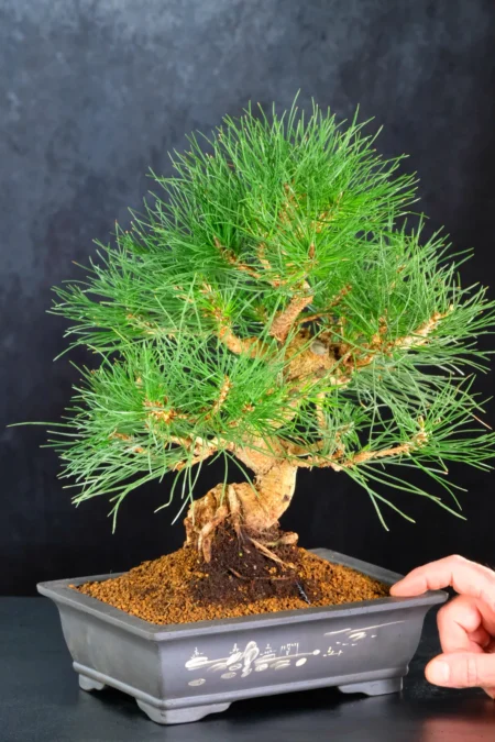 Evergreen Pine Bonsai | Exquisite
