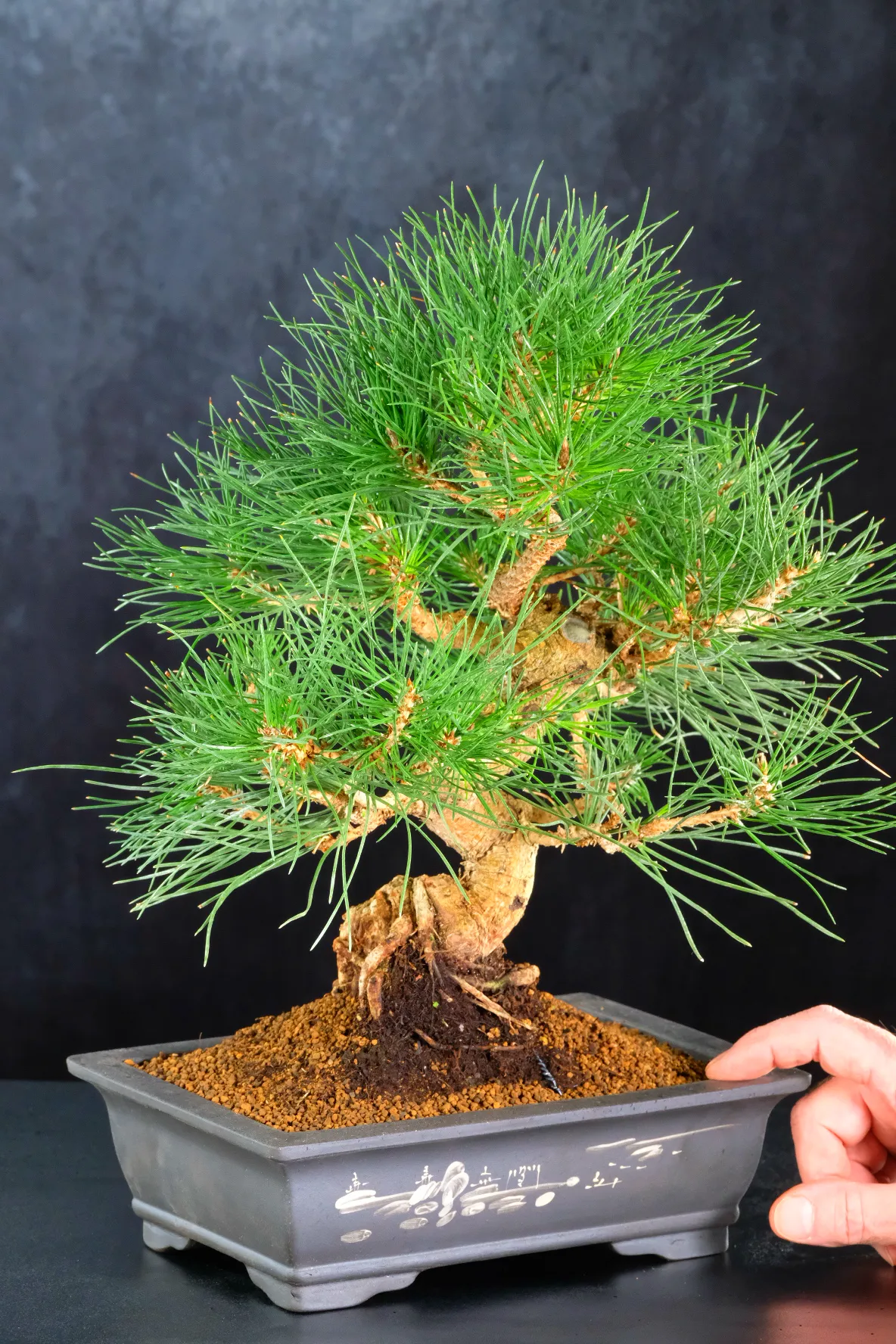 Evergreen Pine Bonsai | Exquisite