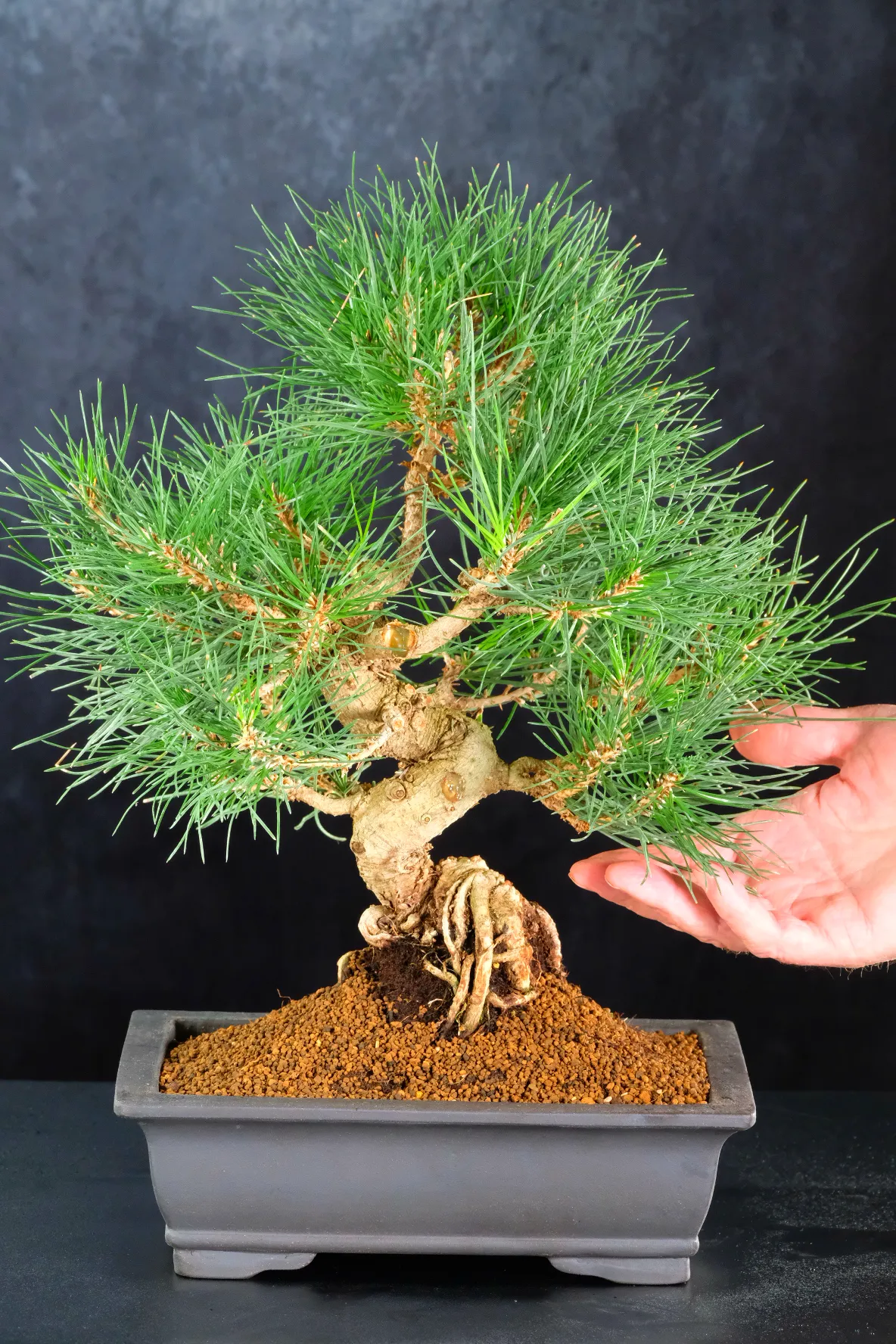 High quality pinus thungerii bonsai for sale