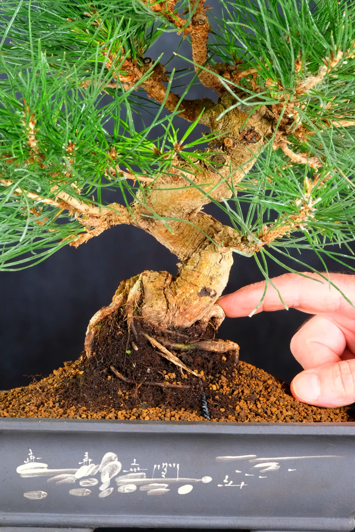 Strong powerful trunk of this black pine bonsai with sensational nebari