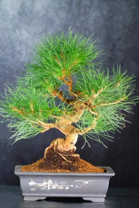 17-Year-Old Japanese Black Pine Bonsai Tree β Powerful Twisting Trunk | Pinus thunbergii
