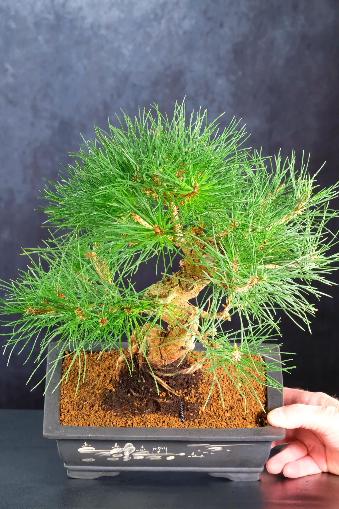 Powerful Japanese Black Pine Bonsai ~ Stunning Pinus thunbergii with Strength and Character