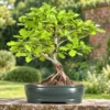 Oak Quercus bonsai trees for sale