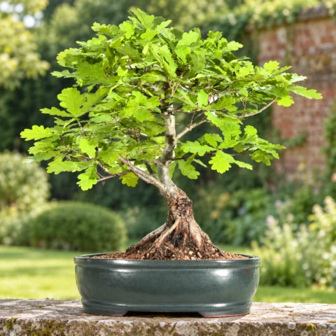 Oak Quercus bonsai trees for sale