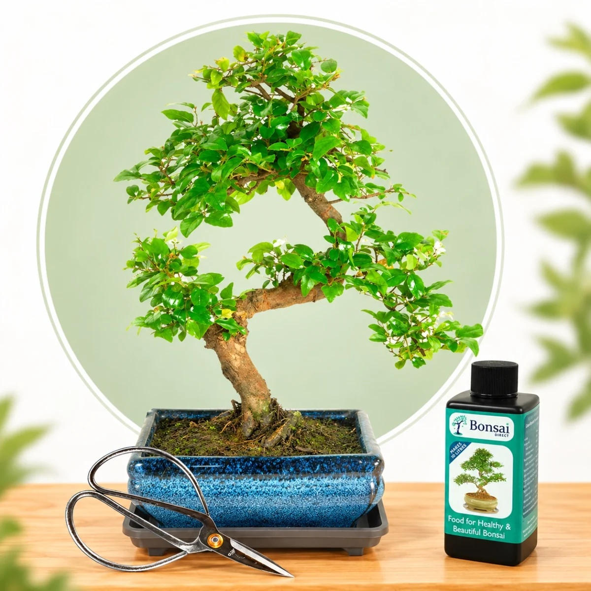 Bonsai Tree Special Offers - Bonsai tree Sale