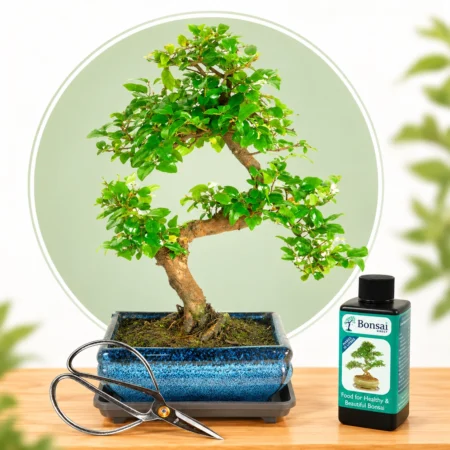 Bonsai Tree Special Offers - Bonsai tree Sale