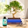Bonsai for office or desk