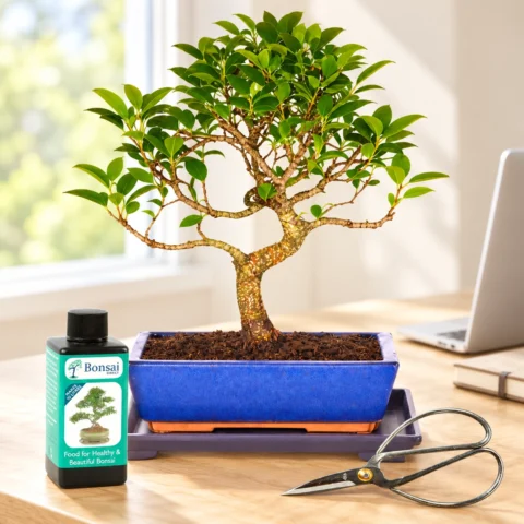 Bonsai for office or desk