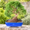 Evergreen & deciduous hardy outdoor bonsai trees