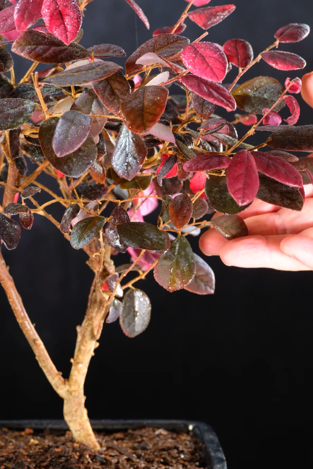 Wonderful Chinese Blush (Loropetalum) Bonsai Tree with Deep Purple Foliage & Hot Pink Flowers