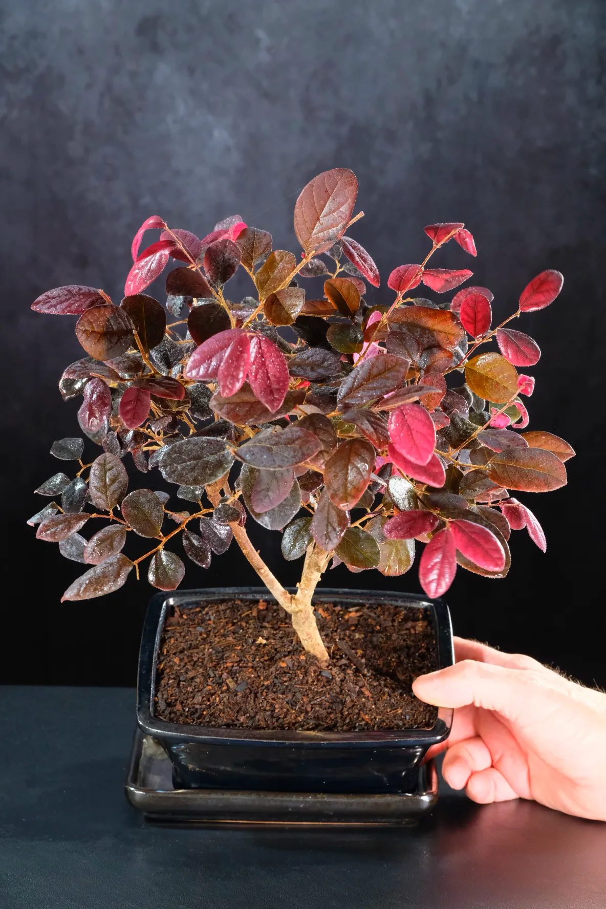 A Small Bonsai with Outstanding Colour and Character