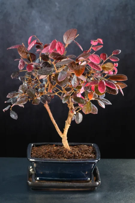 Premium Loropetalum Bonsai Tree – Chinese Blush