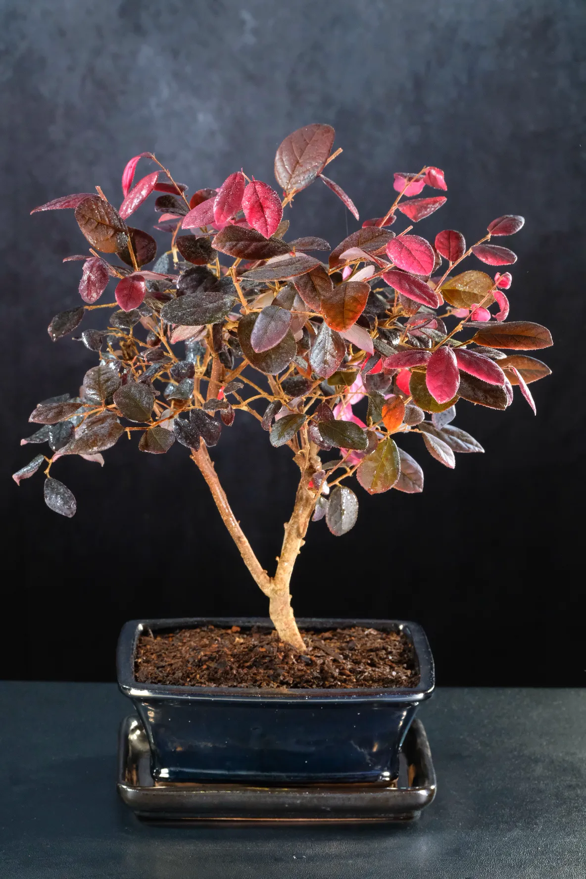 Premium Loropetalum Bonsai Tree β Chinese Blush