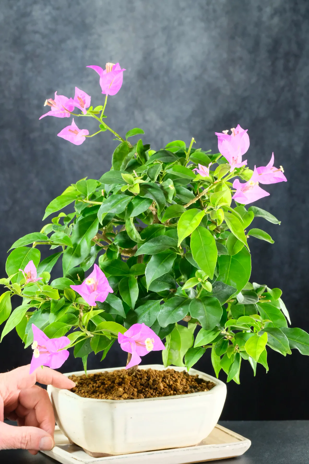 Beautiful colours - Bougainvillea bonsai for sale