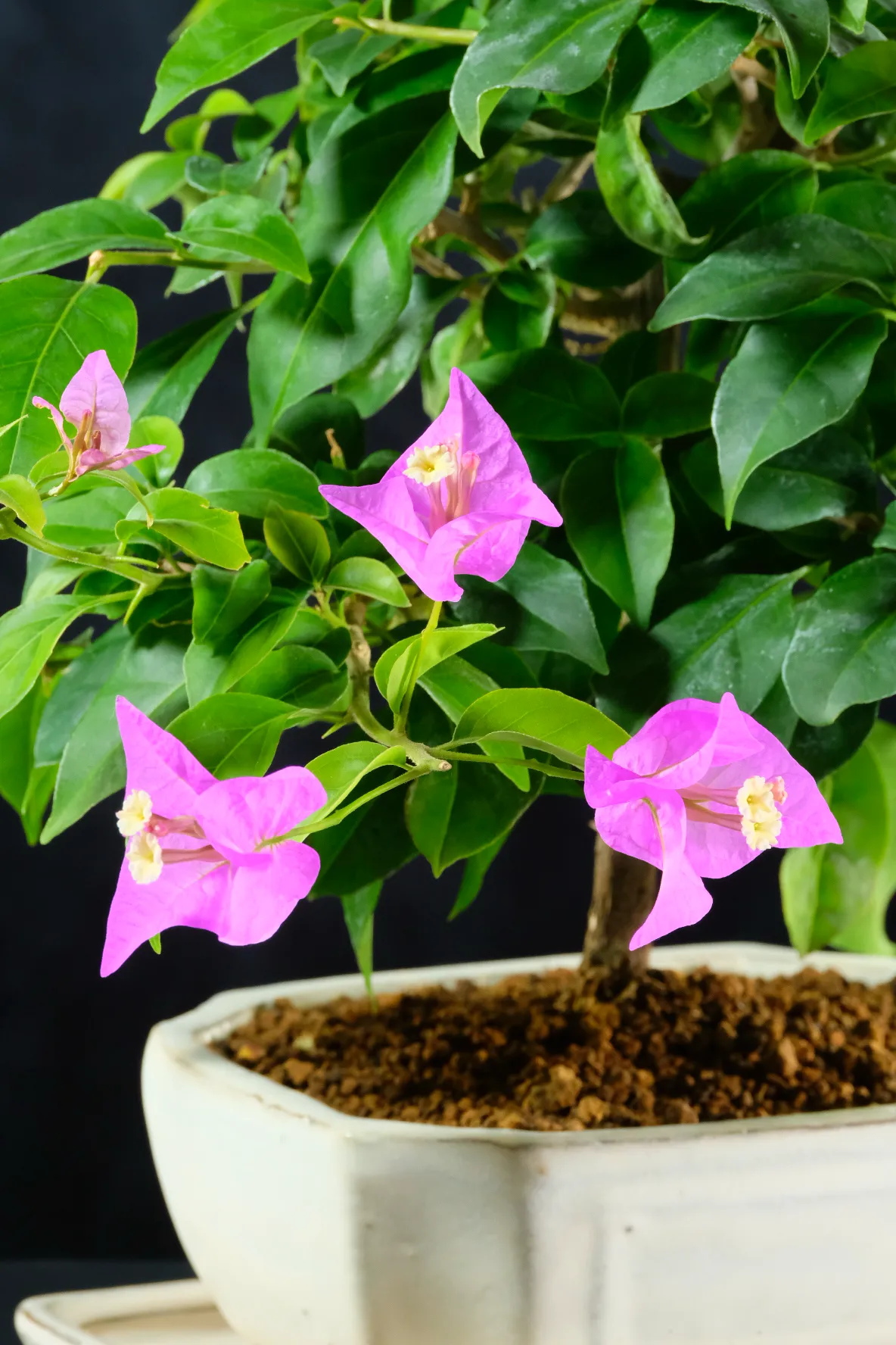 Pink/purple bracts of the bougainvillea bonsai tree