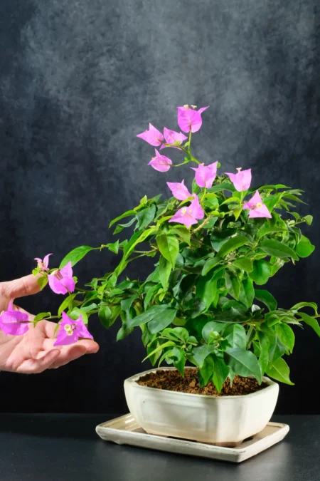 10-Year-Old Bougainvillea Bonsai Tree with Pink Flowers and Textured Bark