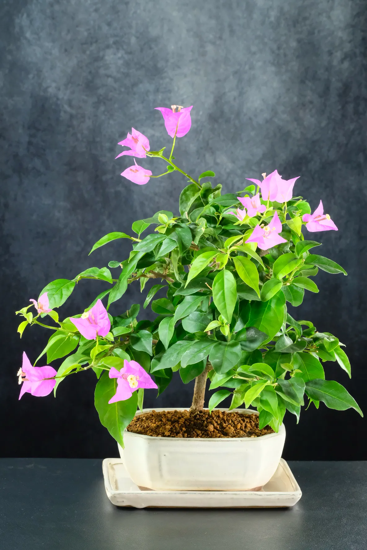 10-Year-Old Bougainvillea Bonsai Tree | Elegant Flowering Bonsai with Beautiful Bark
