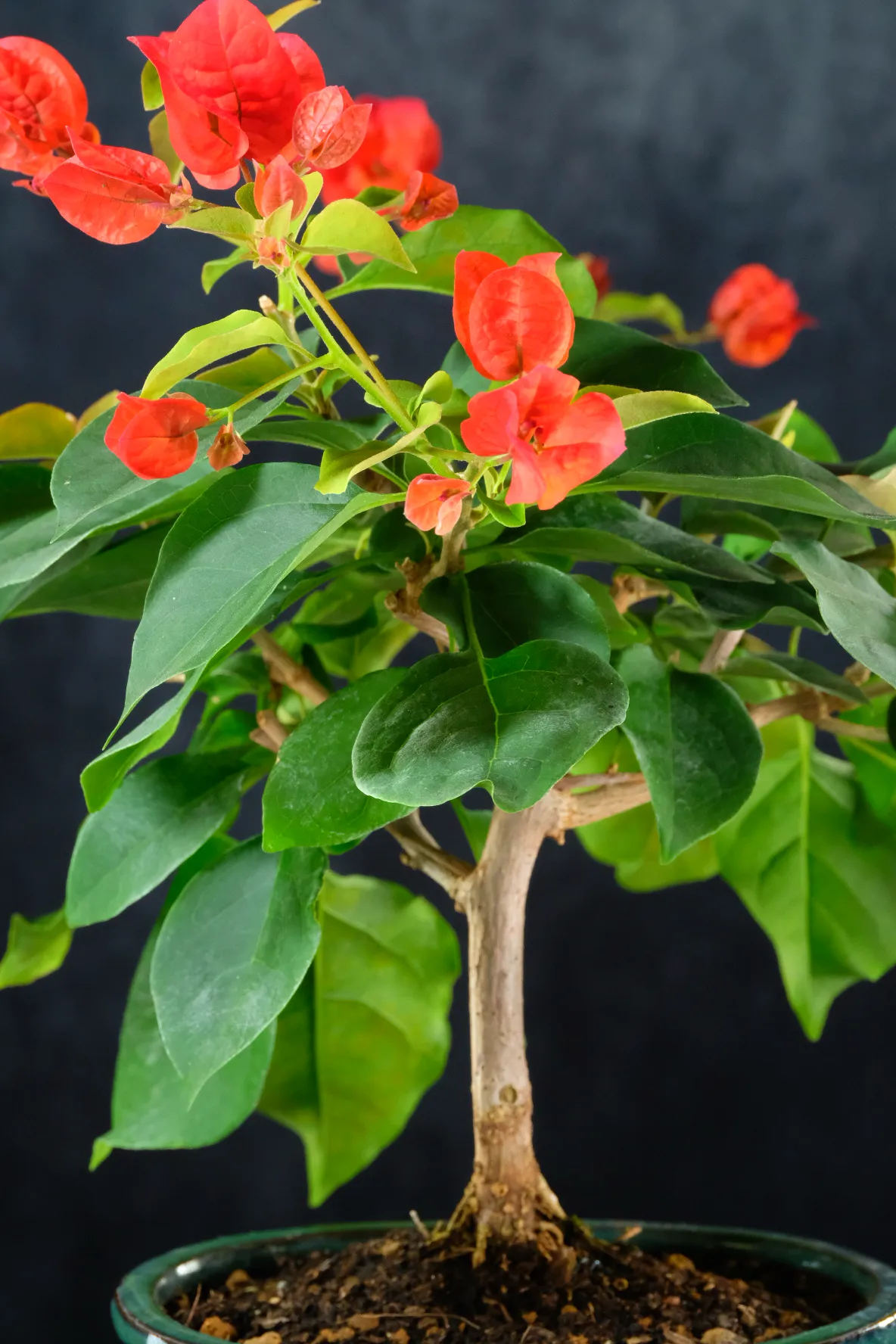 Close up of the leaves and red bracts of this bougainvillea bonsai tree