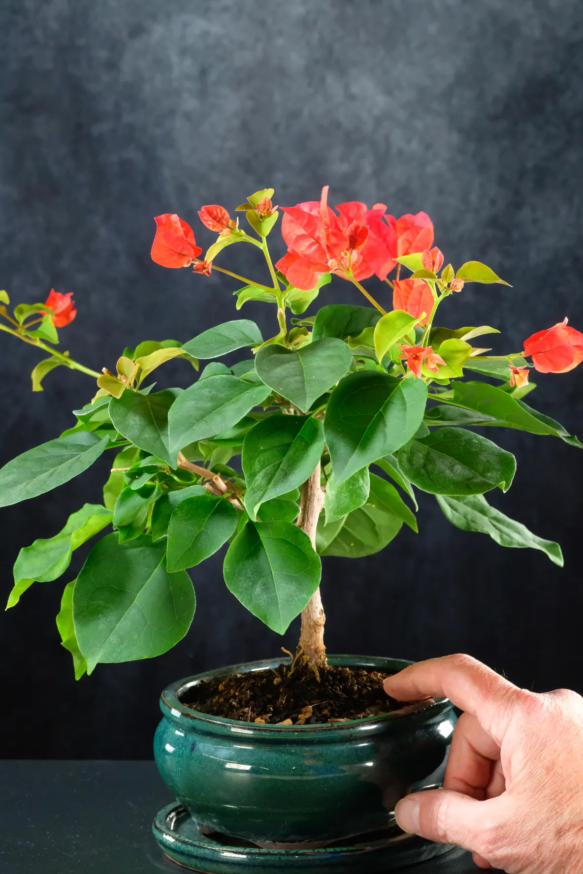 Bougainvillea bonsai tree with scarlet bracts