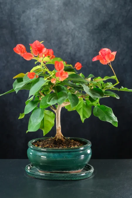 Bougainvillea Bonsai Tree | Striking Colours in Green Ceramic Pot