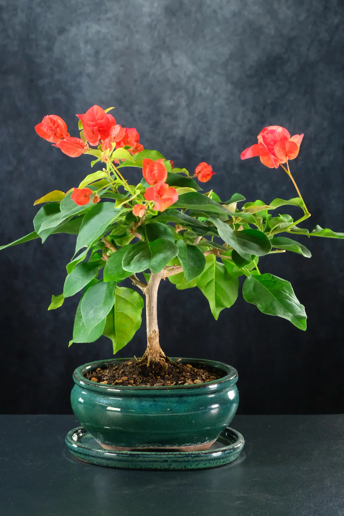 Bougainvillea Bonsai Tree | Striking Colours in Green Ceramic Pot