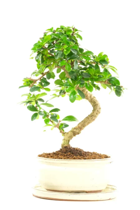 Fukien Tea Tree Bonsai from Our Premium Collection