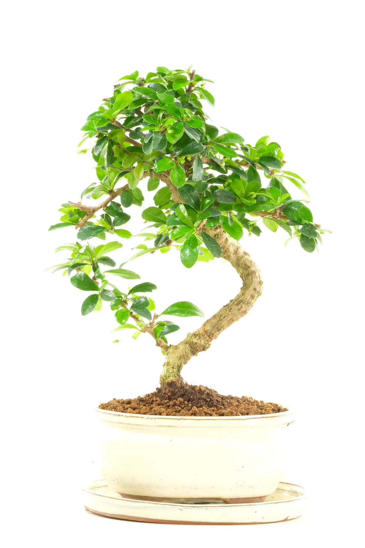 Fukien Tea Tree Bonsai from Our Premium Collection