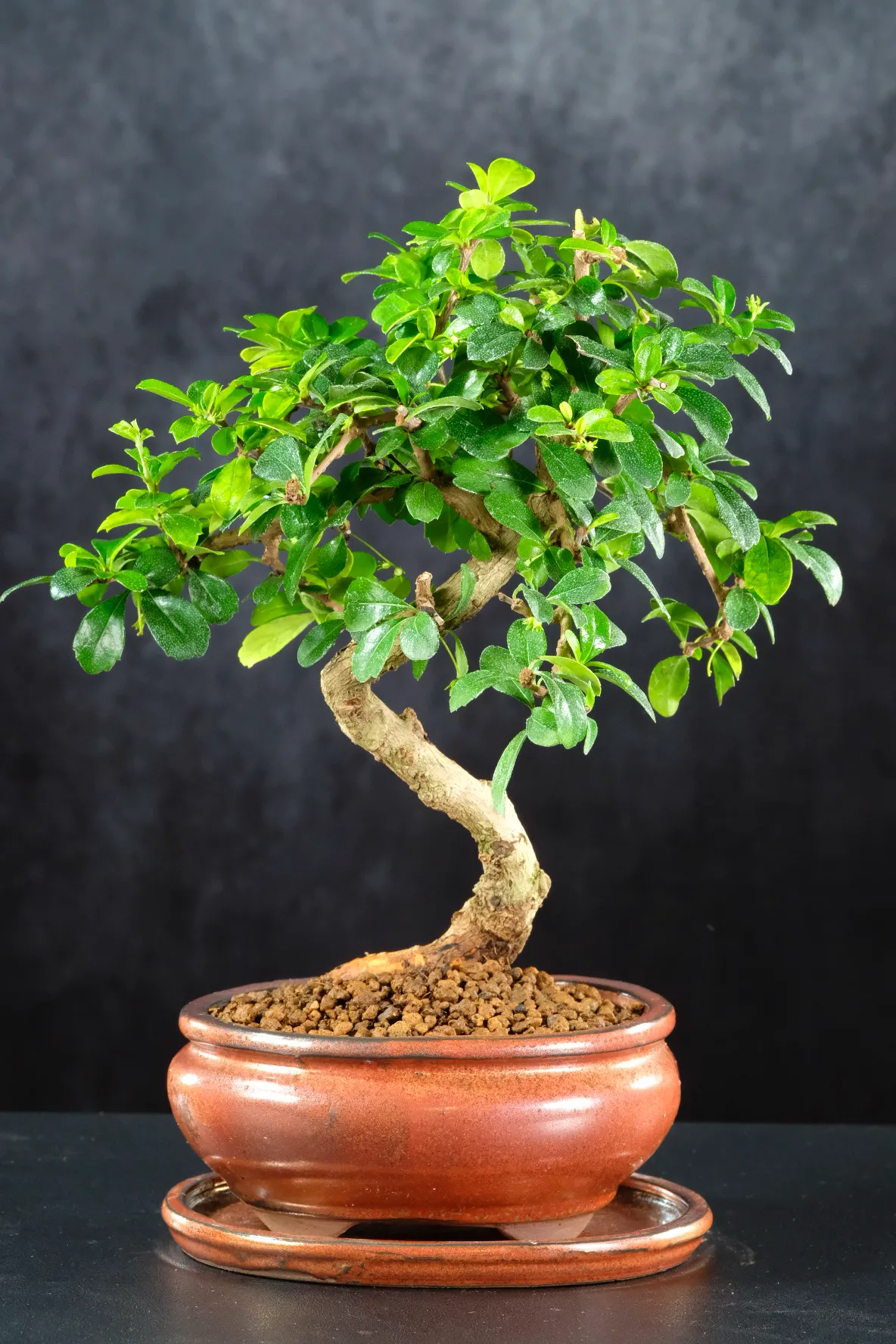 Flowering Carmona Bonsai Tree: Perfect for beginners