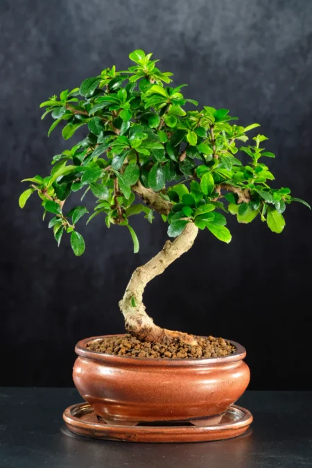 Twisty Dwarf Fukien Tea Tree Bonsai - Delicate White Blooms & Neat Habit | Quality Bonsai