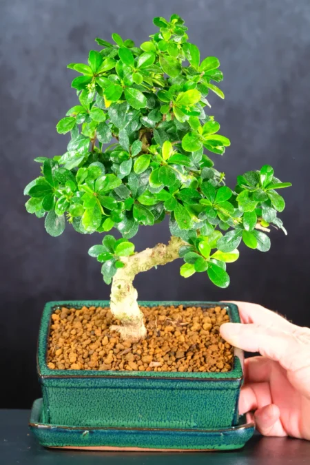 Comes potted in a forest green ceramic pot with matching drip tray | Free next working day delivery is available across the UK
