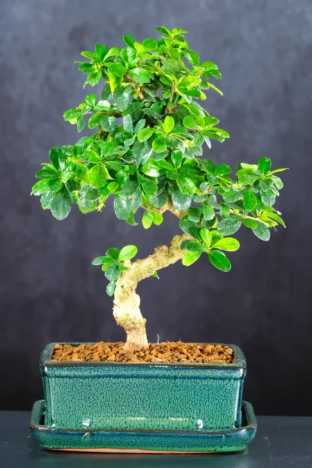 Spectacular Flowering Indoor Oriental Tea Tree Bonsai with Elegant Trunk Shape & Delicate White Flowers