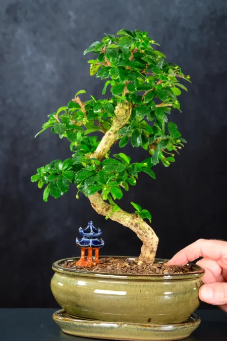 Twisting Fukien Tea Bonsai with Oriental Temple | 9-Year-Old Carmona microphylla