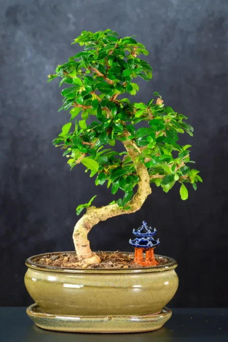 9-Year-Old Fukien Tea Bonsai Tree