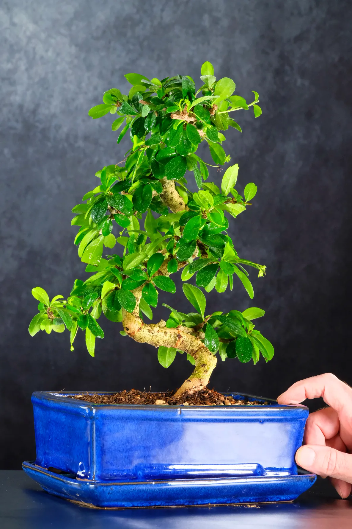High quality Carmona microphylla bonsai tree for sale in striking blue pot