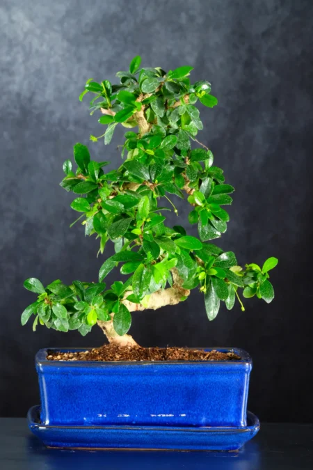 Premium Bonsai β The Exact Tree You Receive