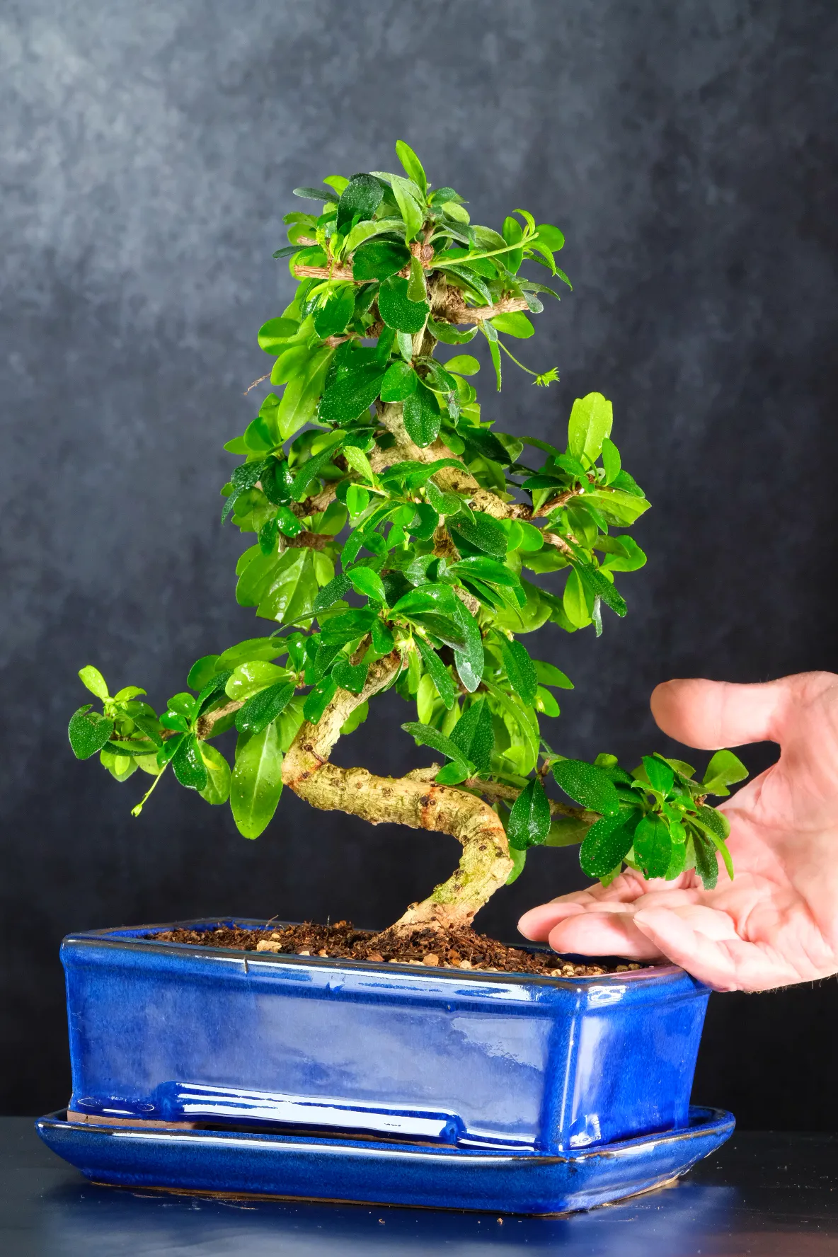 Serpentine Twisty Fukien Tea Tree Indoor Carmona microphylla Bonsai