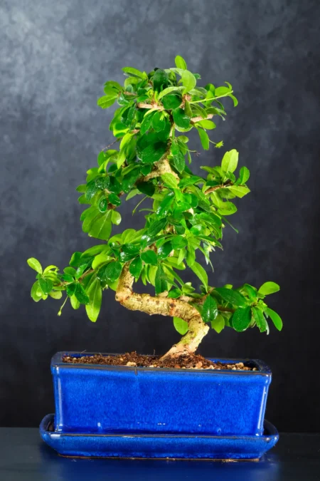 Beautifully Artistic Flowering Indoor Fukien Tea Tree Bonsai