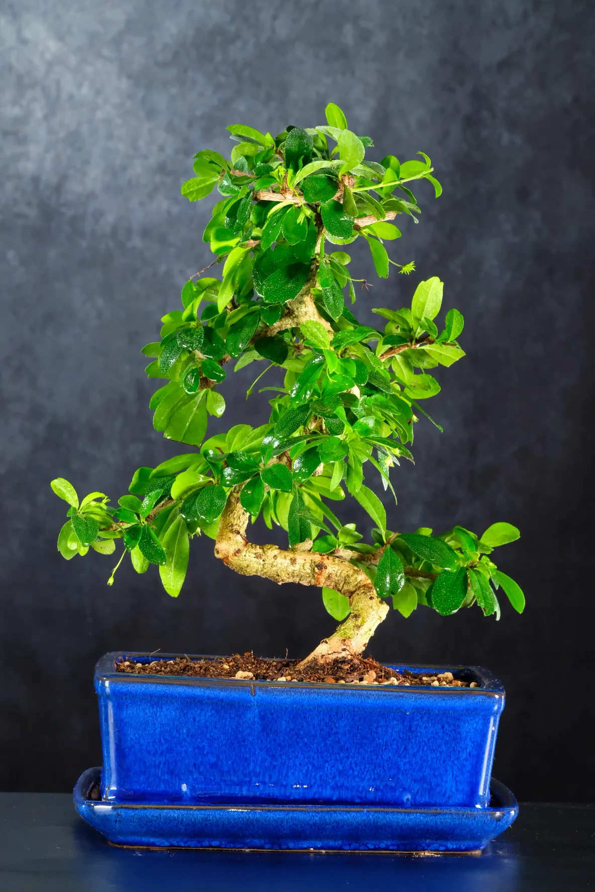 Beautifully Artistic Flowering Indoor Fukien Tea Tree Bonsai